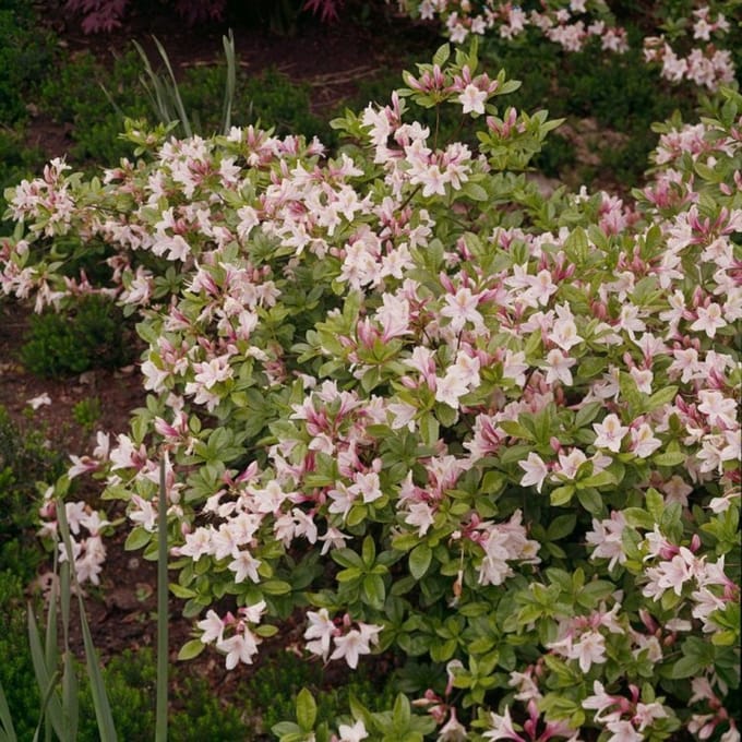 Plants Online BV - Planten - Set van 1 - Rhododendron viscosum