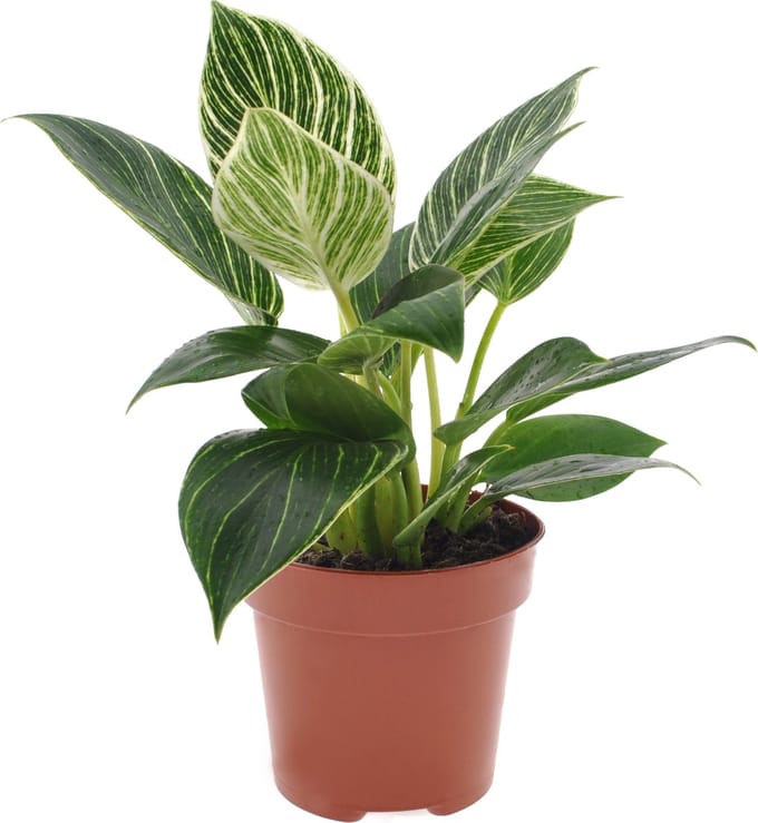 Philodendron White Wave | 30cm | excl. Keramieken pot