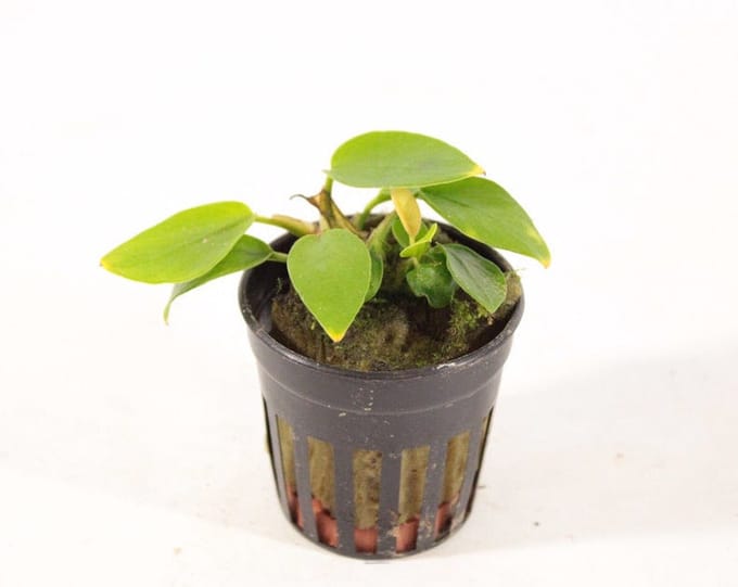 Aquaflora Anubias Nana Golden | in 5 cm pot