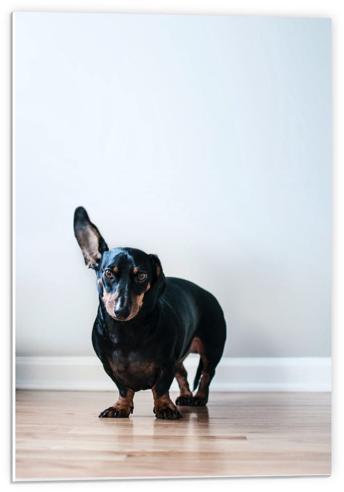 Forex - Zwarte Teckel  - 40x60cm Foto op Forex