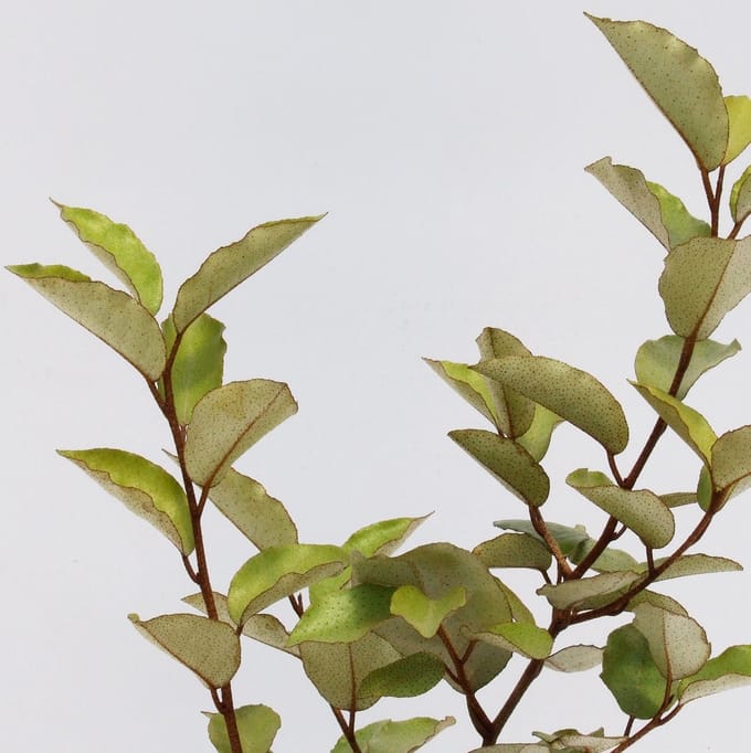 Elaeagnus 'Ebbingei' olijfwilg, 2 liter pot