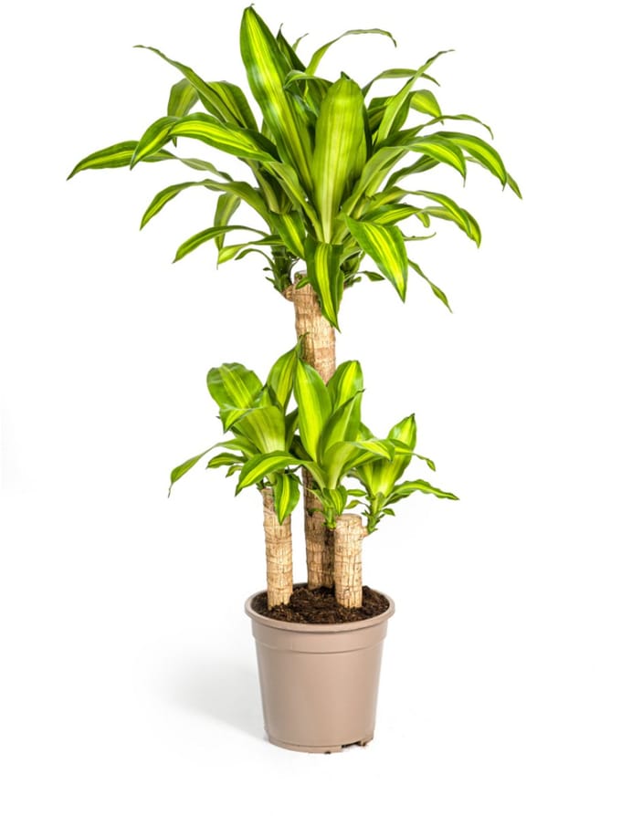 Dracaena Fragrans Massangeana Ø21cm - 90