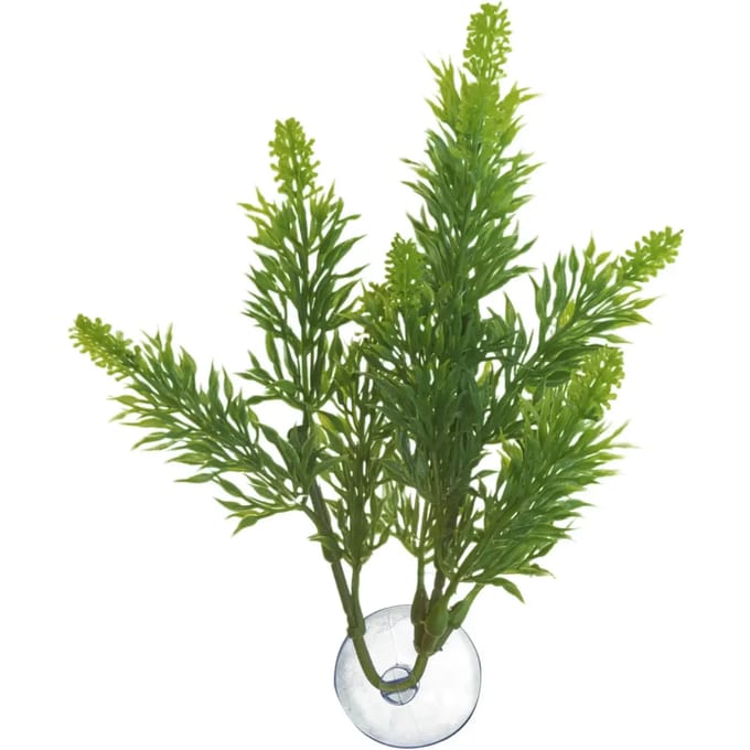 Esdoornbladplant voor aquarium Zoomed Betta BP24