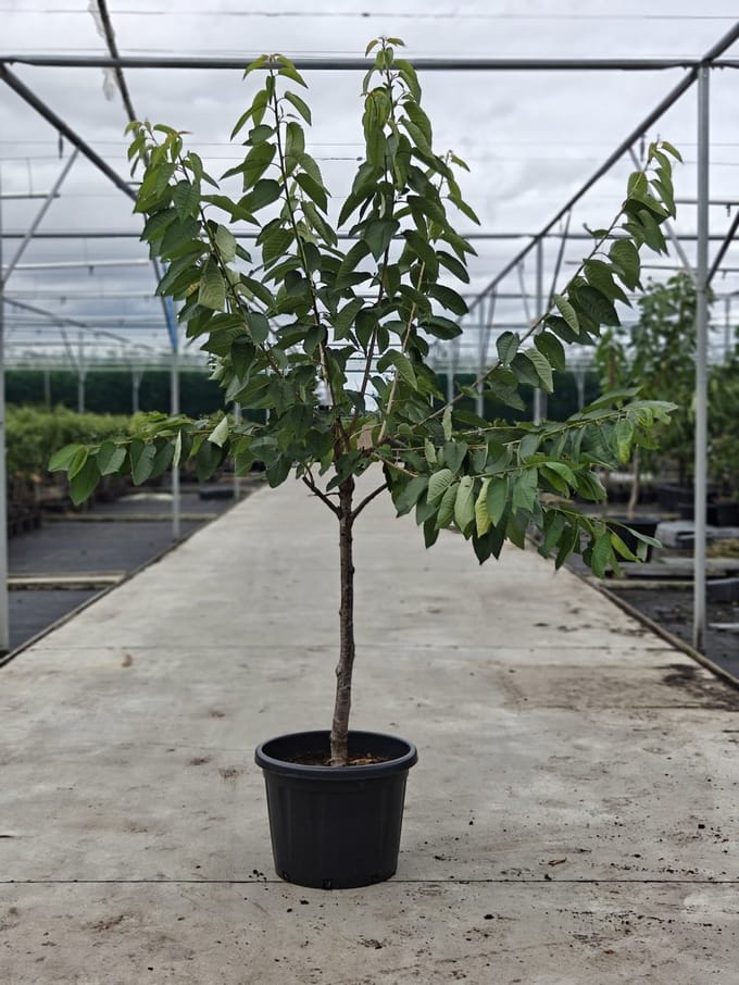 Prunus avium - Oude Kersenboom 'Kordia' - Onderstam Colt - 45L pot - ca. 2m