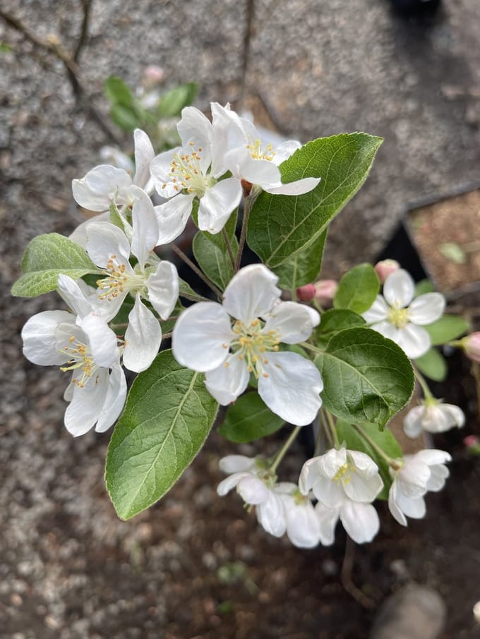Malus hybr. 'Red Sentinel' - Sierappel 60- 80 cm in pot