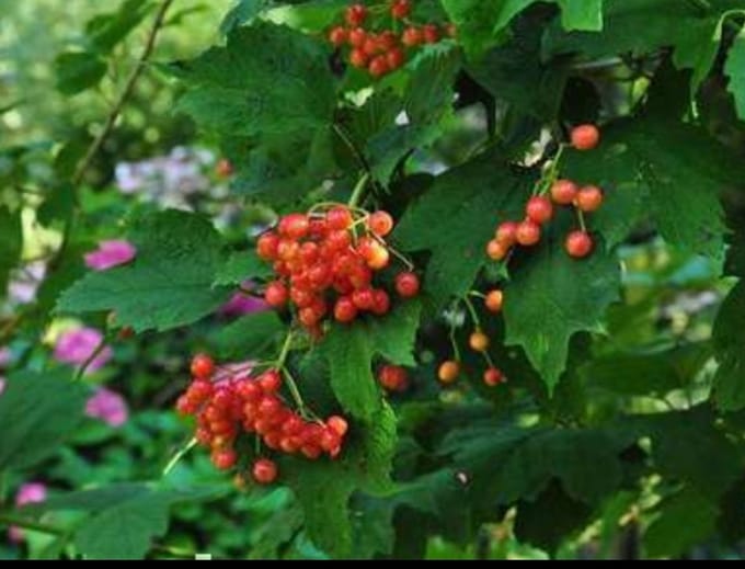 Viburnum opulus - Gelderse Roos 60- 80 cm in pot