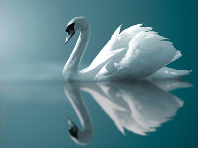 Fotobehang - Witte zwaan.