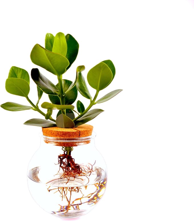 Intenz | Bolglas | Clusia rosea Princess | Hydroponie | Mangrove