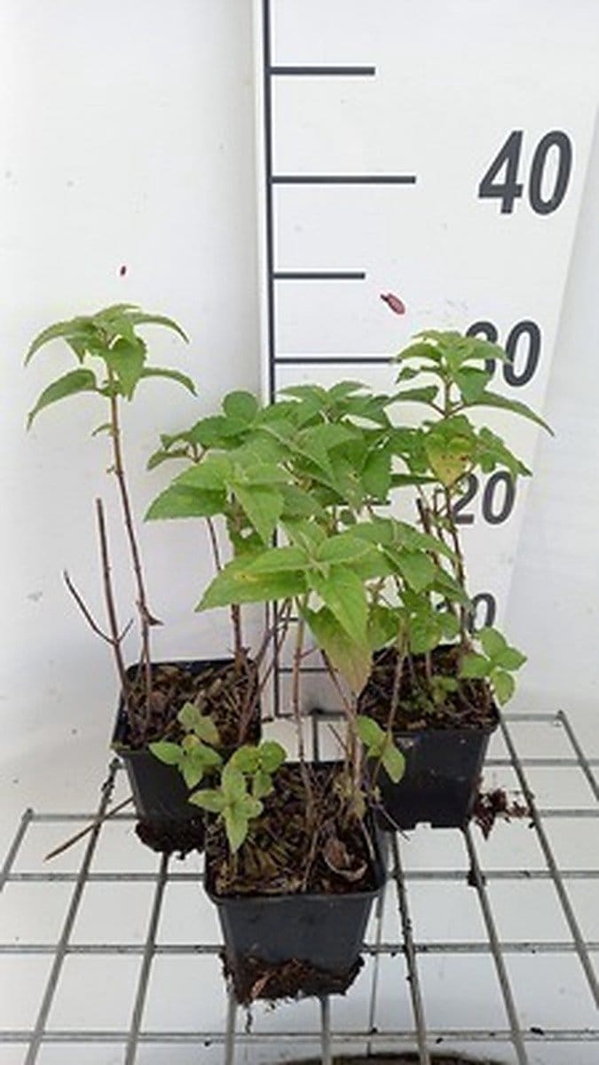 6x Bergamotplant - Monarda hybr. 'Fishes' | 9x9 cm pot