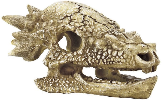 Superfish Skull T Rex