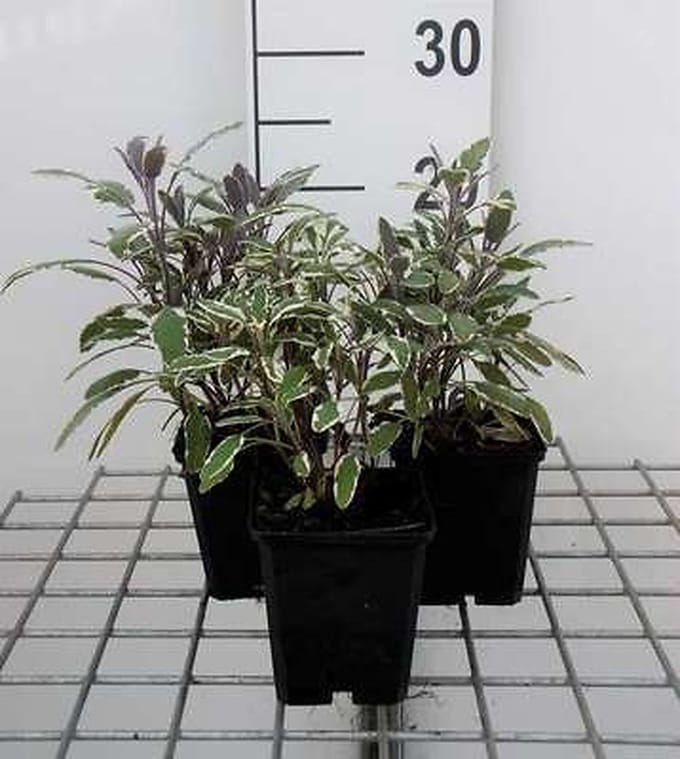 6x Struiksalie - Salvia off. 'Tricolor' | 9x9 cm pot
