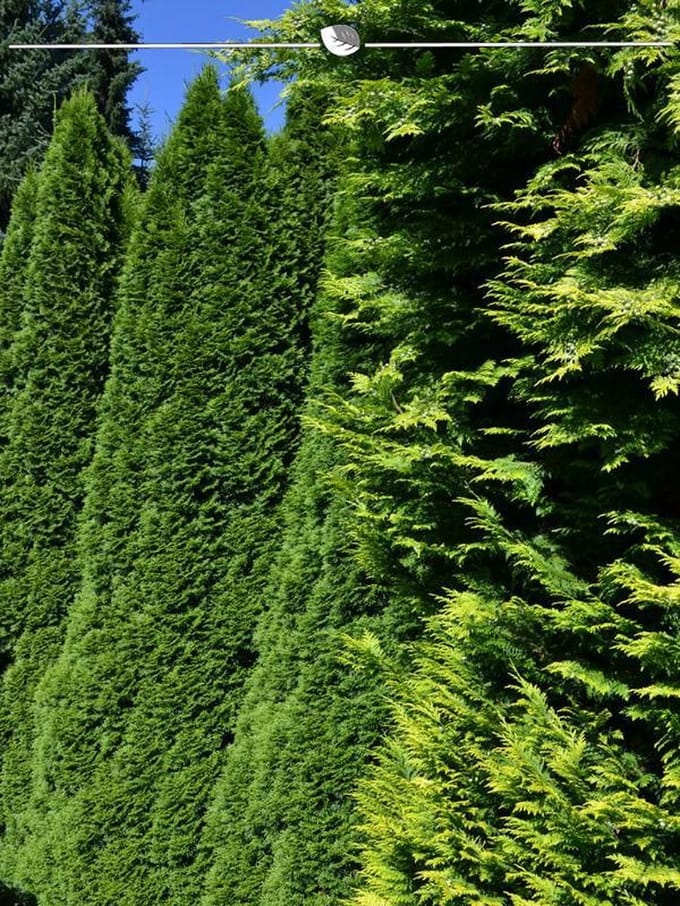 Westerse Levensboom Thuja Smaragd 160-180 cm, 3x Haagplant