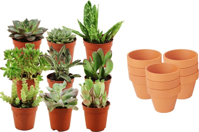 ZynesFlora - Mini Succulenten Mix - 9 Stuks - Ø 8,1 cm Terracotta Bloempotten - 5-10 cm