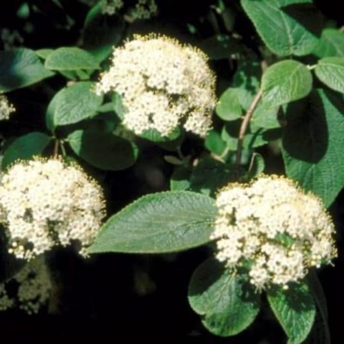 Viburnum lantana - Wollige sneeuwbal 50 - 60 cm in pot