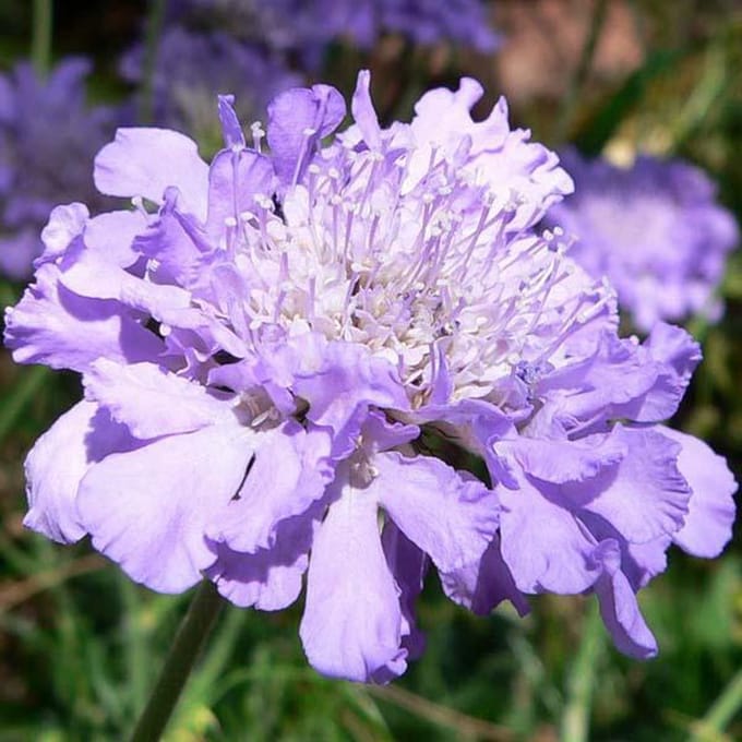 6 x Scabiosa Columbaria 'Butterfly Blue'  - Duifkruid pot 9x9cm