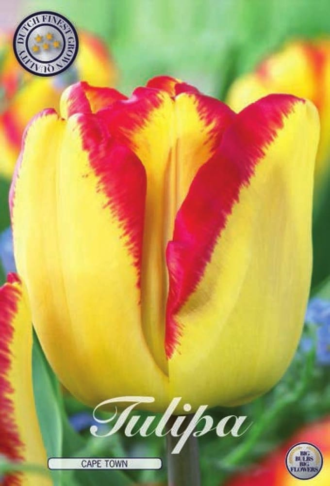 Cape Town Triumph Tulpenbollen Bolmaat 12+ 10 Bloembollen
