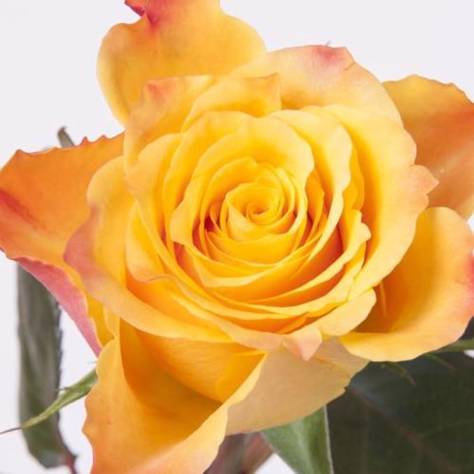 20x Rosa marie-claire! 30cm