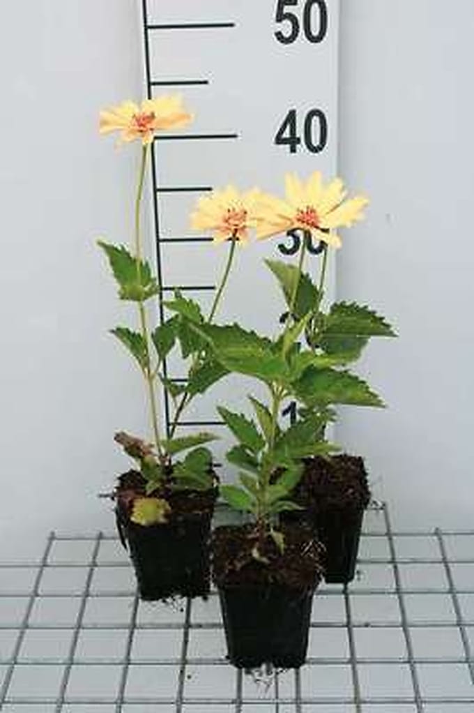 6x Heliopsis - Heliopsis hel. 'Venus' | 9x9 cm pot