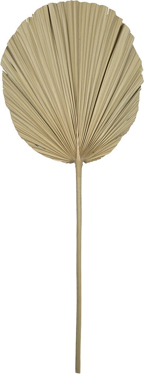Palmblad/ tak - Gedroogd - 50x20cm - Mars & More
