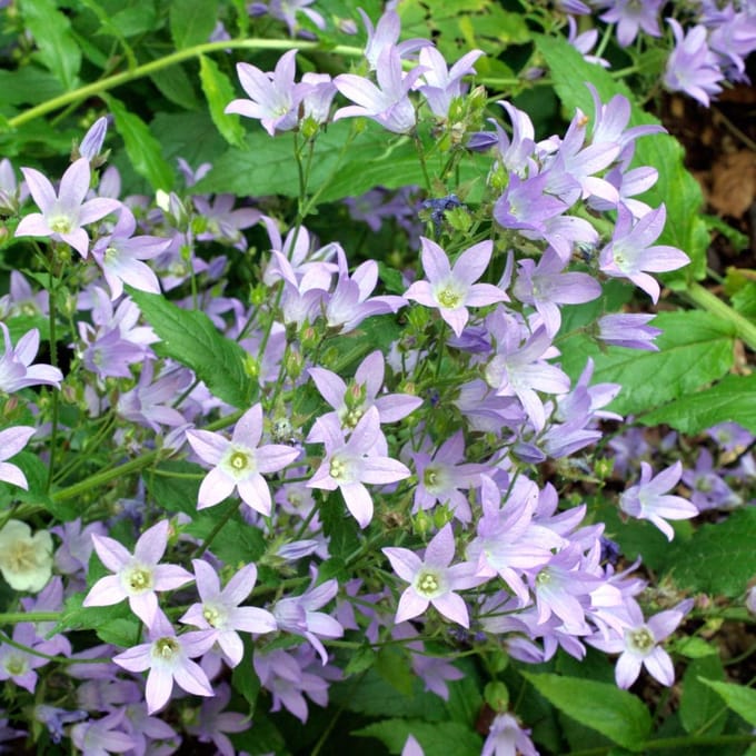 6 x Campanula Lactiflora 'Prichard'S Variety' - Celtisbladklokje pot 9x9cm