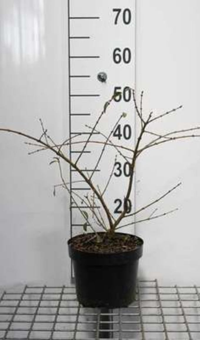 2 x Ligustrum obtus. 'Massif' - Ligustrum 25- 30 cm in pot