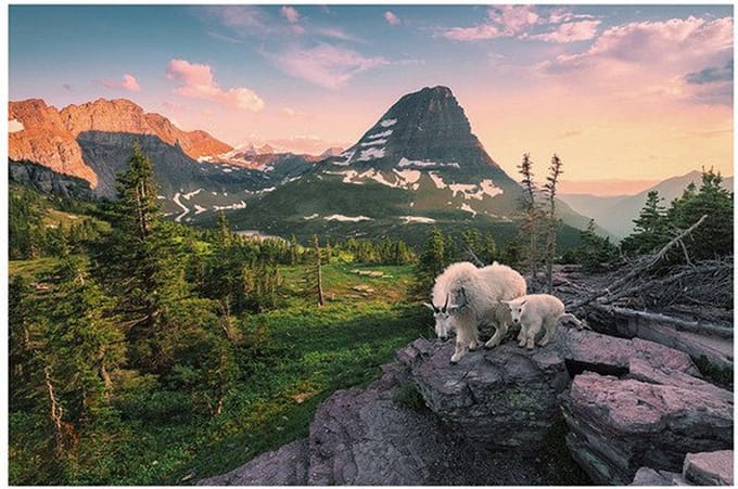 Ravensburger puzzel Alpine geit met jong - Legpuzzel - 3000 stukjes