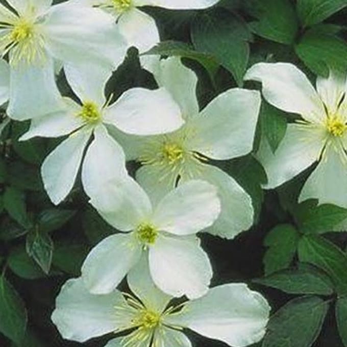 Clematis Montana 'Grandiflora' - Bosrank 50-60 cm pot