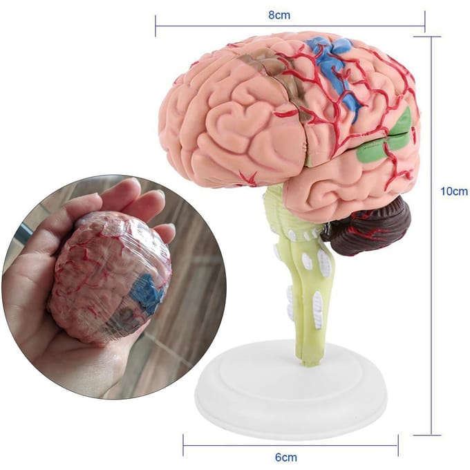 1 stuks Gedemonteerd Anatomisch Menselijk Hersenenmodel Medisch Lesinstrument Speelgoed beige
