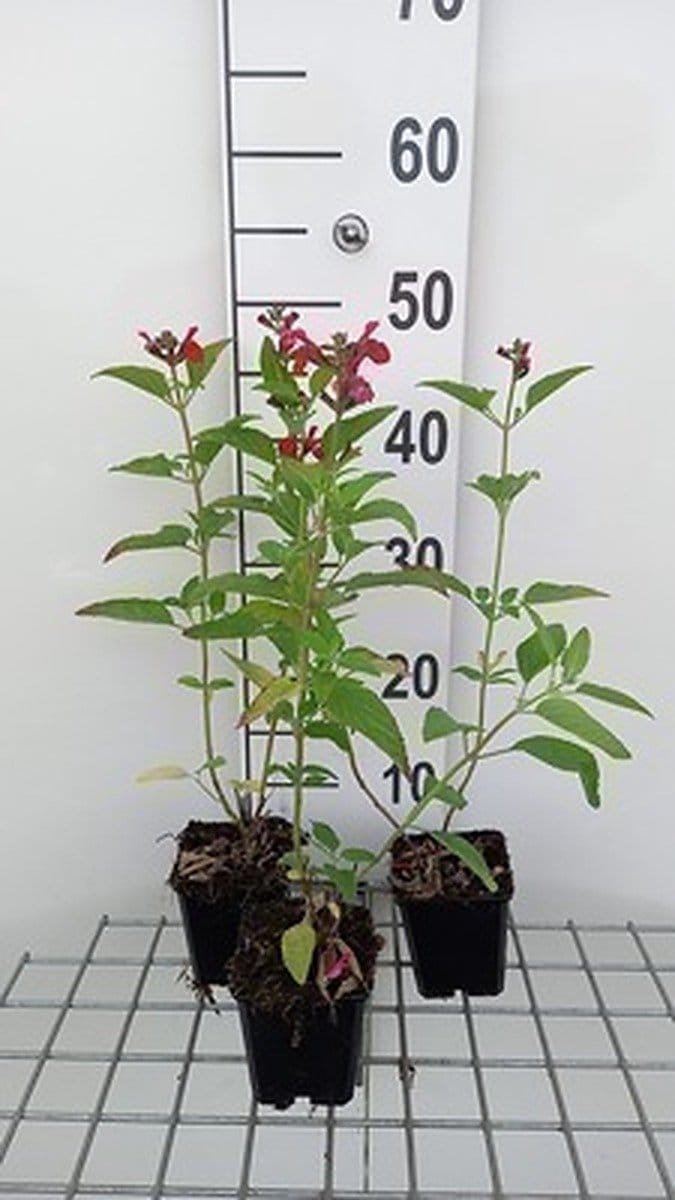 6x Struiksalie - Salvia microphylla (grahamii) | 9x9 cm pot