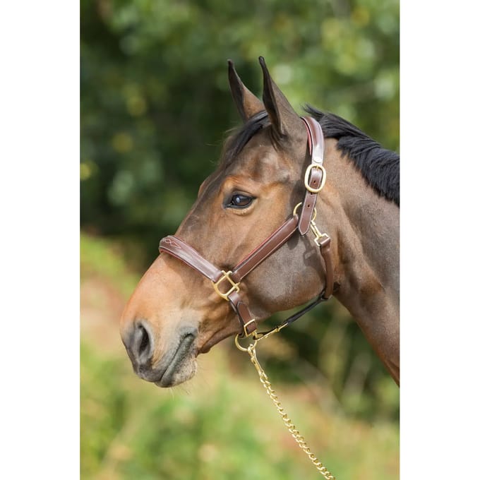 Halsband voor paard HFI X-Full