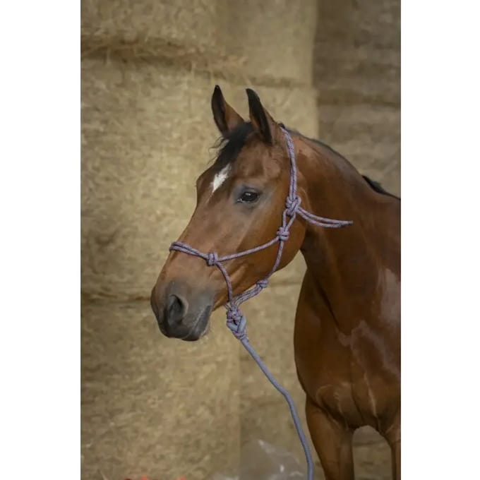 Halster voor paarden Norton Eco