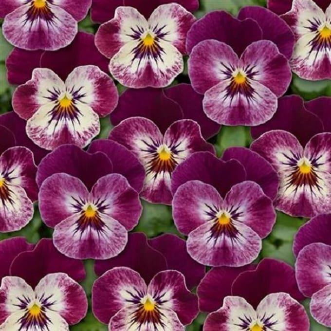 Violen Twix Wine red Surprise
