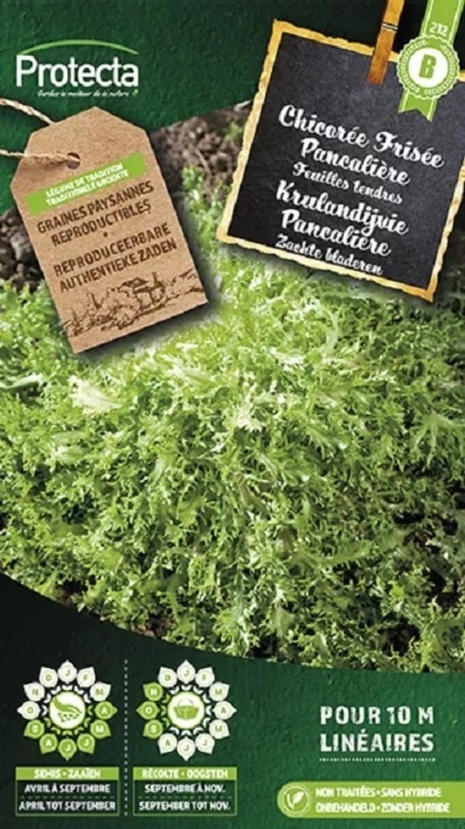 Protecta Groente zaden: Krulandijvie Pancalière