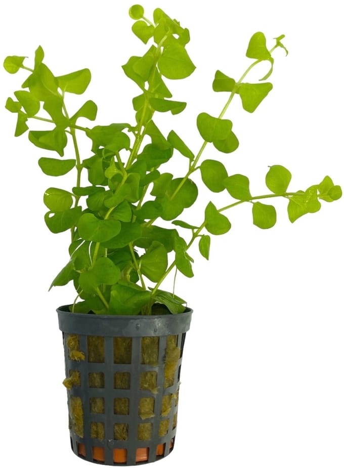 Moerings Lysimachia Nummularia | Penningkruid | in 5 cm pot