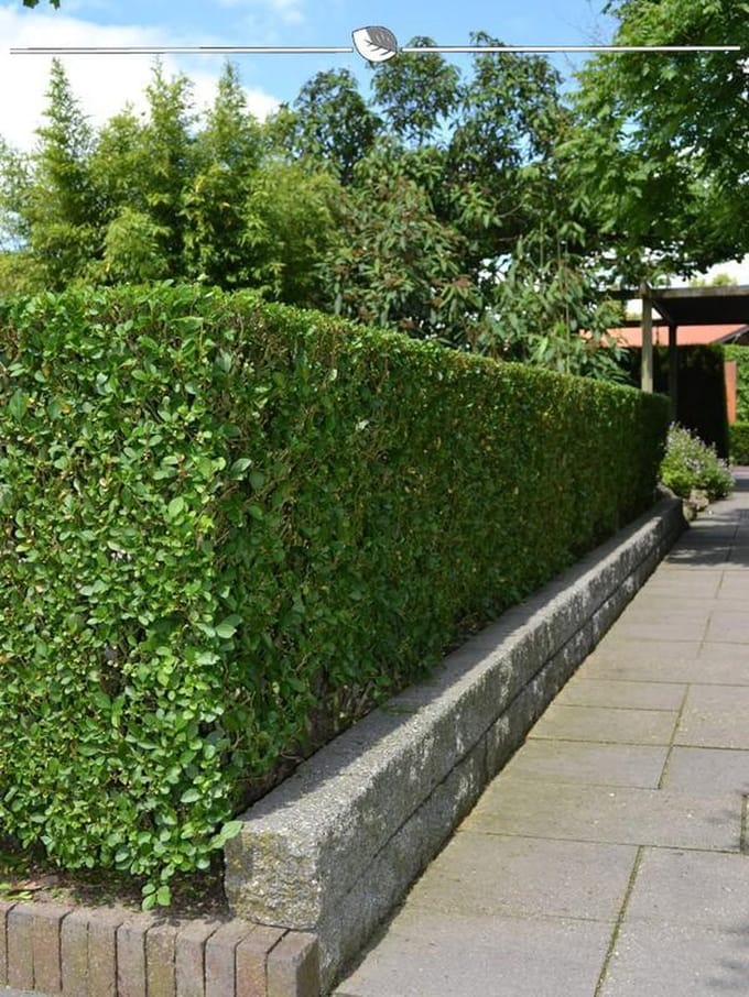 Levensboom Thuja plicata Atrovirens 100-120 cm, 5x Haagplant