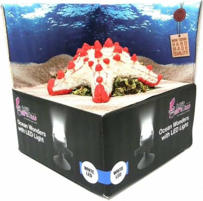 H2SHOW Star Fish + White LED Zeester Met Led
