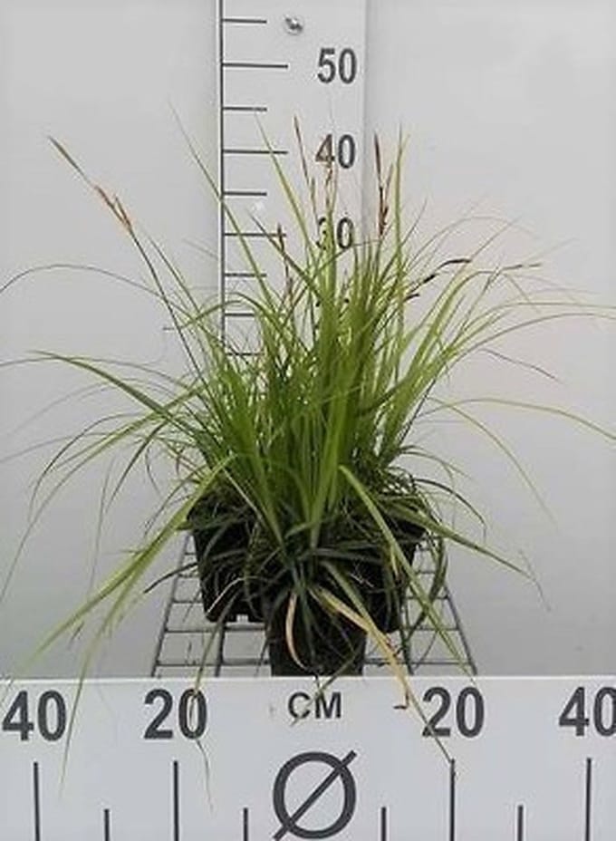 6x Zegge - Carex osh. J.s. Greenwell' | 9x9 cm pot