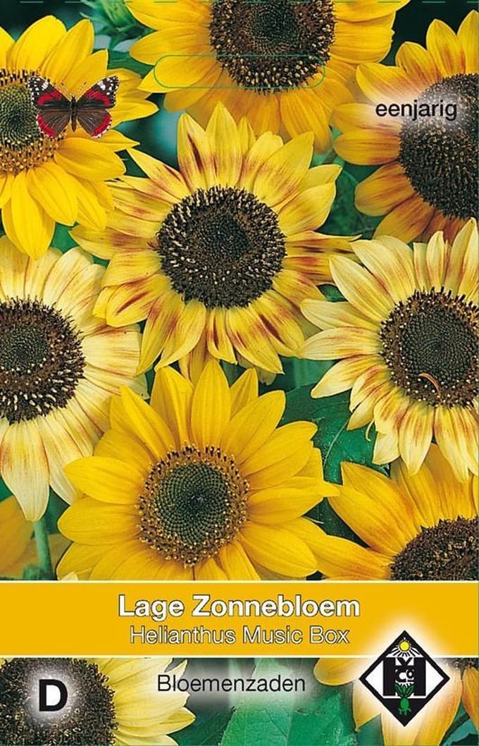 2 stuks Helianthus a. Music Box