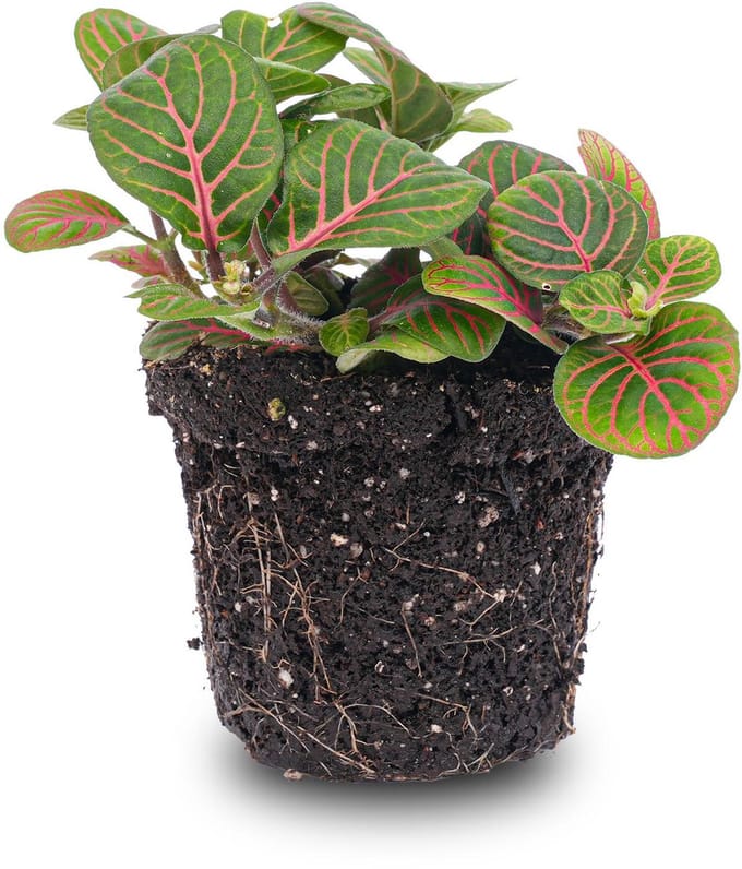 Fittonia Bubble Red - Rood/groen - Mozaiekplantje