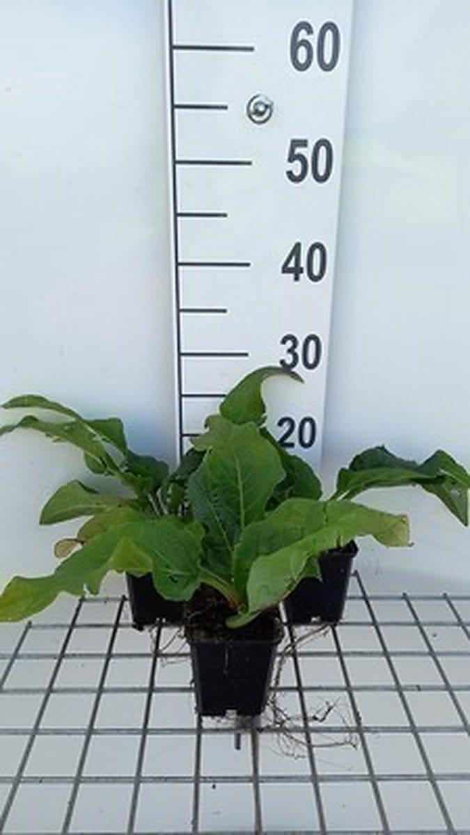 6x Zonnekroon - Silphium hybr. 'Maya' | 9x9 cm pot