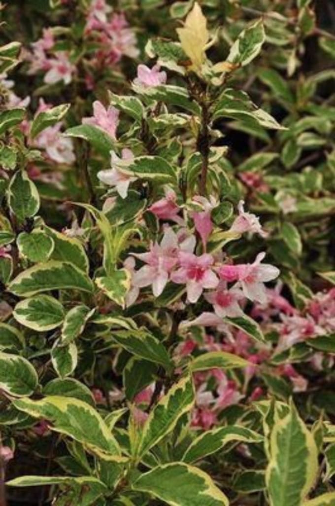 Weigela ' Nana Variegata' - Weigela 30 - 40 cm in pot