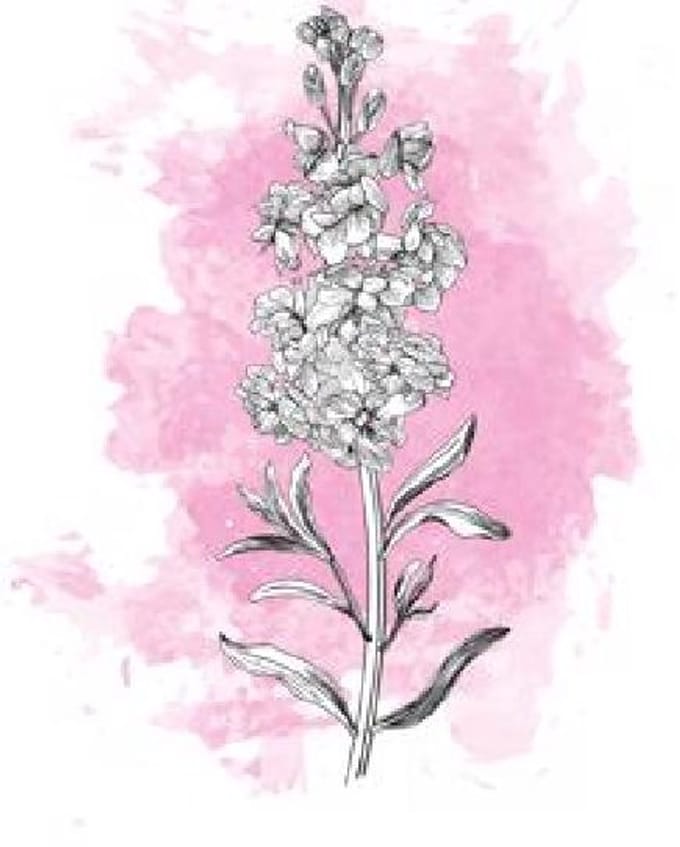 10x Matt. - roze 50cm