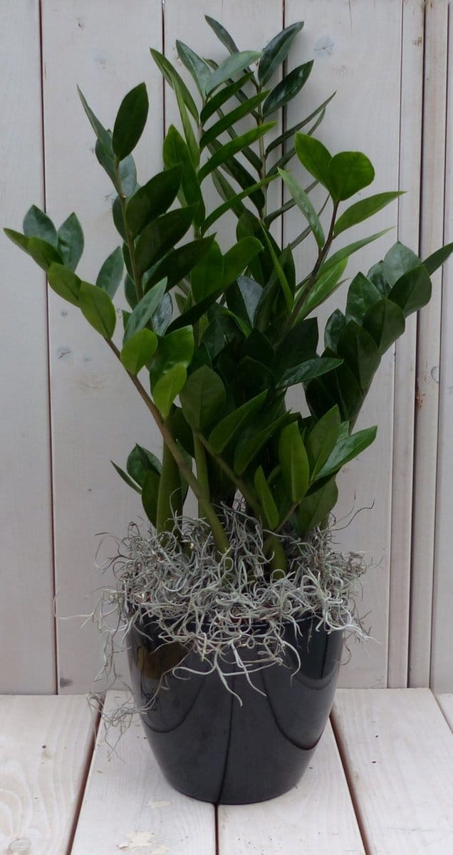Zamioculcas in zwart/antraciete pot 55 cm