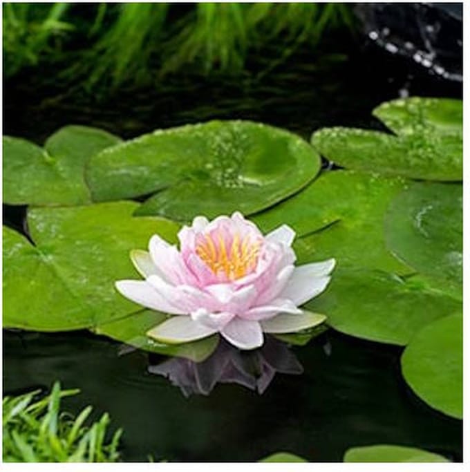 Moerings Nymphaea Hollandia | Waterlelie | In 11CM pot