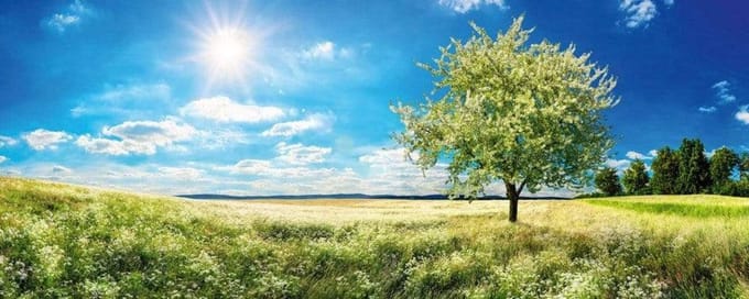 Fotobehang - Blossom Tree 375x150cm - Vliesbehang