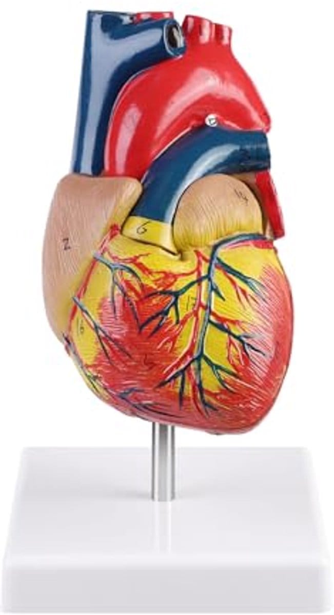 Wetenschappelijk Hartmodel voor Anatomisch Onderwijs - Levensgroot, 34 Anatomische Markeringen