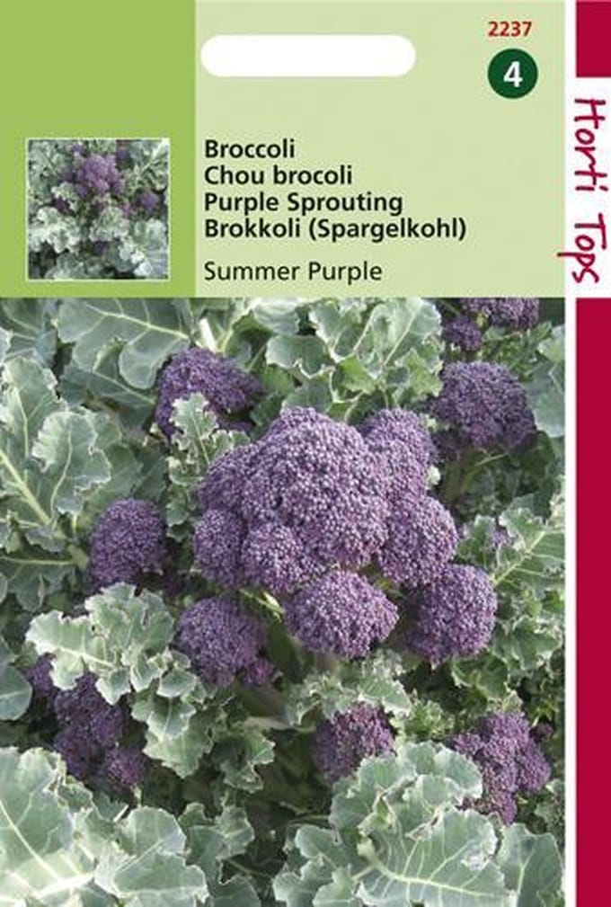 Hortitops Zaden - Broccoli Summer Purple