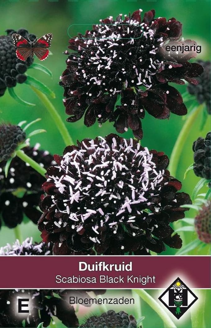 Van Hemert & Co - Duifkruid Black Knight (Scabiosa atropurpurea)