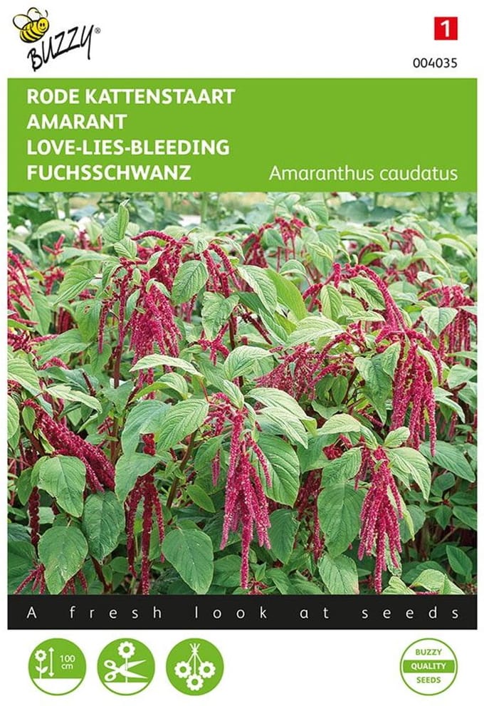 Kattenstaartamarant - Amaranthus caudatus