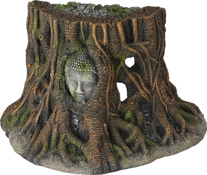 Aquarium Della Buddha Tree Thailand